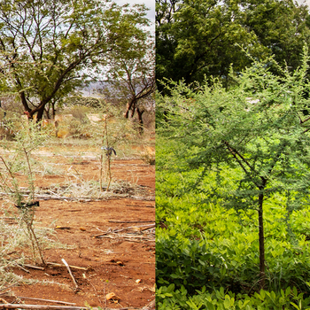 Bring Back Trees