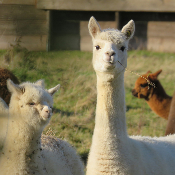 Western Cape : Family Alpaca InteractionImage