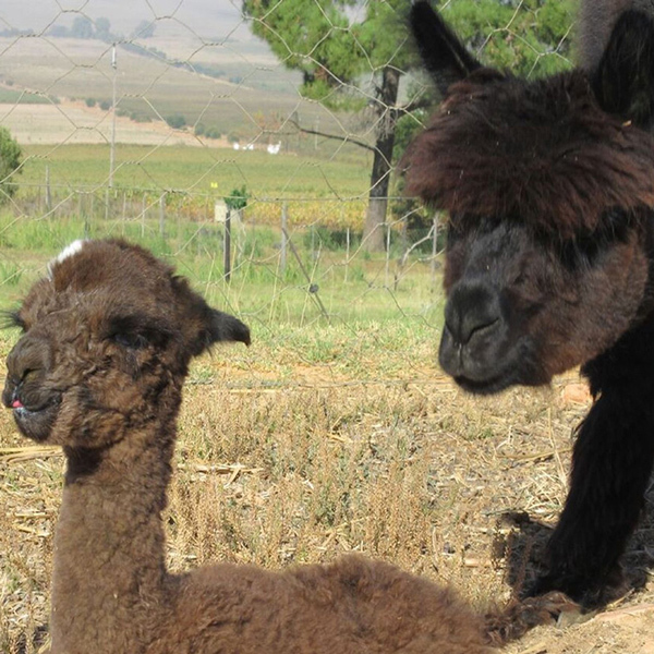 Western Cape : Family Alpaca InteractionImage