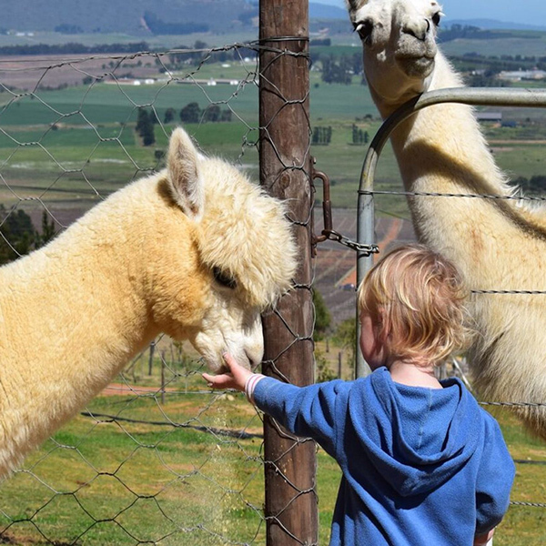 Western Cape : Family Alpaca InteractionImage