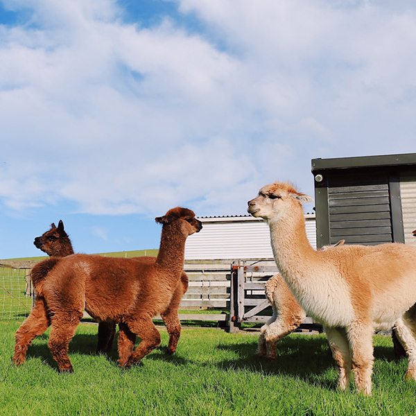 Western Cape : Family Alpaca InteractionImage