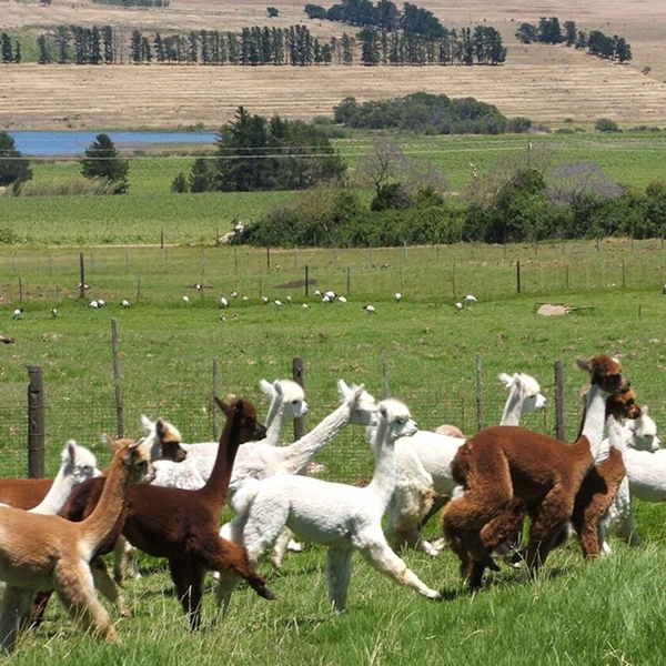 Western Cape : Family Alpaca InteractionImage