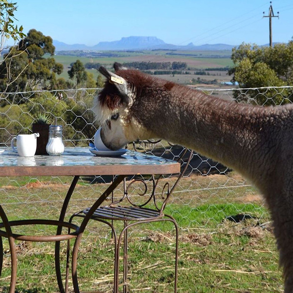 Western Cape : Family Alpaca InteractionImage
