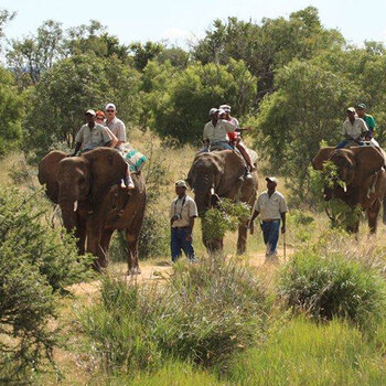 Limpopo : Interaction and Elephant Walk Safari for Two