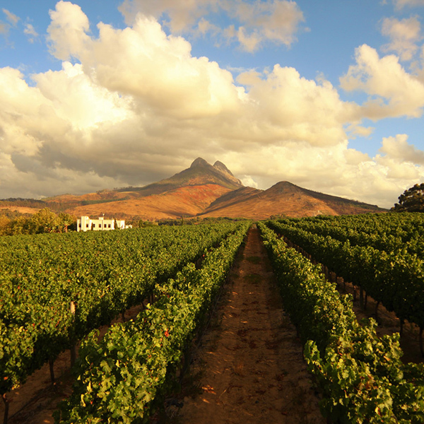 Western Cape : Exclusive Wine Estate Experience for TwoImage