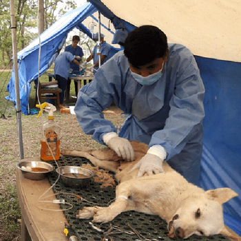 Vaccinate 1 Dog against Rabies