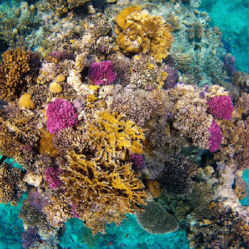 Restore 10 cm² of Corals