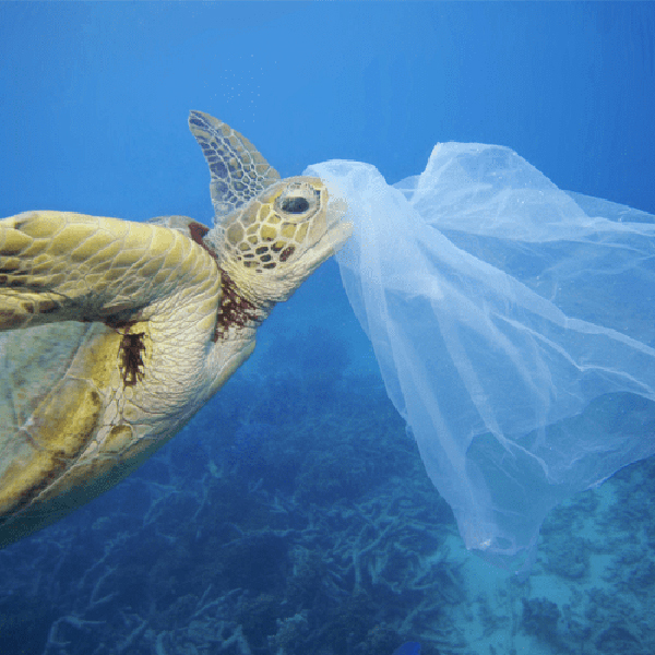 Remove Plastic from the OceanImage