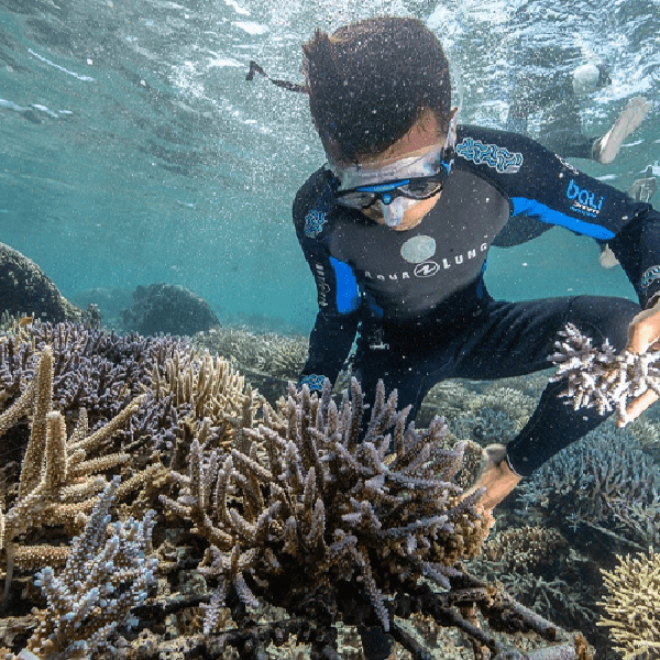 Restore CoralsImage
