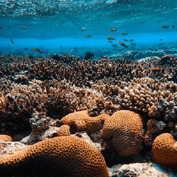 Restore CoralsImage