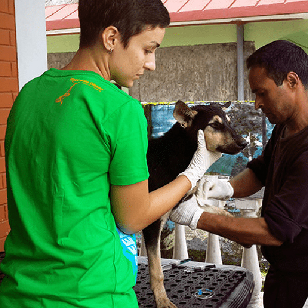 Vaccinate Dogs against RabiesImage