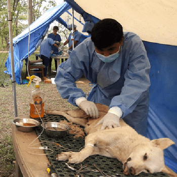 Vaccinate Dogs against Rabies
