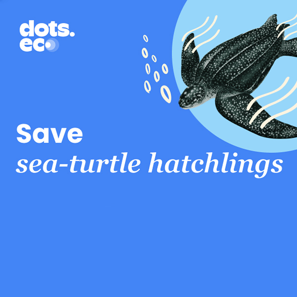 Save a Sea-Turtle HatchlingImage