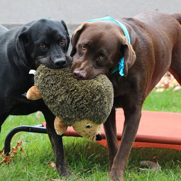 Kutiepaw Hound Hedgehogz Plush Dog Toy - MediumImage